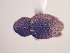  (CryptorhynchinaeGEN sp. AL2 - MLPCU0102)  @12 [ ] Unspecified (default): All Rights Reserved  Unspecified Unspecified