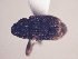  (CryptorhynchinaeGEN sp. AL3 - MLPCU0093)  @12 [ ] Unspecified (default): All Rights Reserved  Unspecified Unspecified
