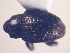  (CryptorhynchinaeGEN sp. AL5 - MLPCU0047)  @12 [ ] Unspecified (default): All Rights Reserved  Unspecified Unspecified