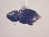  (CryptorhynchinaeGEN sp. AL6 - MLPCU0192)  @11 [ ] Unspecified (default): All Rights Reserved  Unspecified Unspecified