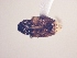  (CryptorhynchinaeGEN sp. AL9 - MLPCU0121)  @11 [ ] Unspecified (default): All Rights Reserved  Unspecified Unspecified