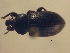  (Listroderini sp - MLPCU0191)  @11 [ ] Unspecified (default): All Rights Reserved  Unspecified Unspecified