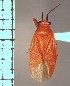  (Neoneella milzae - ME217)  @11 [ ] No Rights Reserved (2018) Eugenia Minghetti Museo de La Plata