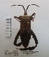 (Acanthocephala alata - ME382)  @11 [ ] No Rights Reserved (2018) Leonela Olivera Museo de La Plata
