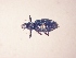  (Naupactus auricinctus - MLPCU0406)  @12 [ ] Unspecified (default): All Rights Reserved  Unspecified Unspecified