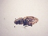  ( - MLPCU0217)  @11 [ ] Unspecified (default): All Rights Reserved  Unspecified Unspecified