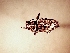  (Naupactus ruizi - MLPCU0337)  @11 [ ] Unspecified (default): All Rights Reserved  Unspecified Unspecified
