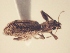  (Pandeleteius sp. AL1 - MLPCU0434)  @11 [ ] Unspecified (default): All Rights Reserved  Unspecified Unspecified