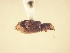  (Pandeleteius sp. AL2 - MLPCU0431)  @11 [ ] Unspecified (default): All Rights Reserved  Unspecified Unspecified
