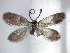 (Issikiomartyria sp - YI_micro_Issikisp_02)  @13 [ ] CreativeCommons - Attribution Non-Commercial Share-Alike (2011) Yume Imada Kyoto University