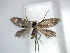  (Micropterix cf. aureatella - YI_micro_Micro_02)  @12 [ ] CreativeCommons - Attribution Non-Commercial Share-Alike (2011) Yume Imada Kyoto University