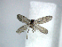  (Paramartyria immaculatella - YI_micro_Parama_01)  @13 [ ] CreativeCommons - Attribution Non-Commercial Share-Alike (2011) Yume Imada Kyoto University