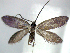  (Neomicropteryx bifurca - YI_micro_Neo_01)  @14 [ ] CreativeCommons - Attribution Non-Commercial Share-Alike (2011) Yume Imada Kyoto University