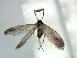  (Neomicropteryx cornuta - YI_micro_Neo_03)  @12 [ ] CreativeCommons - Attribution Non-Commercial Share-Alike (2011) Yume Imada Kyoto University