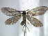  (Micropterigidae - YI_micro_Neo_05)  @15 [ ] CreativeCommons - Attribution Non-Commercial Share-Alike (2011) Yume Imada Kyoto University