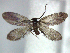  (Neomicropteryx kiwana - YI_micro_Neo_07)  @14 [ ] CreativeCommons - Attribution Non-Commercial Share-Alike (2011) Yume Imada Kyoto University