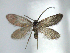  (Neomicropteryx matsumurana - YI_micro_Neo_10)  @14 [ ] CreativeCommons - Attribution Non-Commercial Share-Alike (2011) Yume Imada Kyoto University