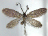  (Neomicropteryx cf. matsumurana - YI_micro_Neo_14)  @14 [ ] CreativeCommons - Attribution Non-Commercial Share-Alike (2011) Yume Imada Kyoto University