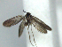  (Neomicropteryx redacta - YI_micro_Neo_22)  @12 [ ] CreativeCommons - Attribution Non-Commercial Share-Alike (2011) Yume Imada Kyoto University