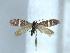  (Eriocrania sp. 7 - YI_erio_Eriocr_02)  @13 [ ] CreativeCommons - Attribution Non-Commercial Share-Alike (2011) Yume Imada Kyoto University