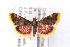  (Hypsopygia regina - CNCLEP00146994)  @15 [ ] CreativeCommons - Attribution Non-Commercial Share-Alike (2016) Jean-Francois Landry Canadian National Collection