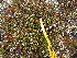  ( - MLTV07)  @11 [ ] Copyright (2011) Malie Lessard-Therrien Unspecified