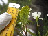  ( - MLTV16)  @11 [ ] Copyright (2011) Malie Lessard-Therrien Unspecified