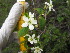  ( - MLTV16)  @11 [ ] Copyright (2011) Malie Lessard-Therrien Unspecified