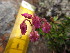  ( - MLTV32)  @11 [ ] Copyright (2011) Malie Lessard-Therrien Unspecified