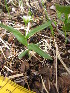  (Moehringia macrophylla - MLTV39)  @11 [ ] Copyright (2011) Malie Lessard-Therrien Unspecified