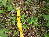  ( - MLTV64)  @11 [ ] Copyright (2011) Malie Lessard-Therrien Unspecified