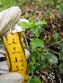  (Linnaea - MLTV64)  @11 [ ] Copyright (2011) Malie Lessard-Therrien Unspecified