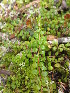  ( - MLTV69)  @11 [ ] Copyright (2011) Malie Lessard-Therrien Unspecified