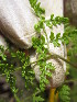  ( - MLTV70)  @11 [ ] Copyright (2011) Malie Lessard-Therrien Unspecified