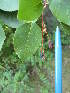  ( - MLTV77)  @11 [ ] Copyright (2011) Malie Lessard-Therrien Unspecified