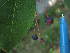  ( - MLTV77)  @11 [ ] Copyright (2011) Malie Lessard-Therrien Unspecified