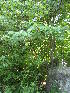  (Amelanchier arborea - MLTV77)  @11 [ ] Copyright (2011) Malie Lessard-Therrien Unspecified