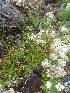  (Juncus sp - MLTI55)  @11 [ ] Unspecified (default): All Rights Reserved  Unspecified Unspecified