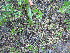  (Antennaria howellii - TJD-663)  @11 [ ] CreativeCommons - Attribution Non-Commercial (2013) MTMG McGill University Herbarium