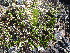  ( - TJD-666)  @11 [ ] CreativeCommons - Attribution Non-Commercial (2013) MTMG McGill University Herbarium