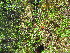  ( - TJD-669)  @11 [ ] CreativeCommons - Attribution Non-Commercial (2013) MTMG McGill University Herbarium