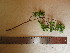  ( - TJD-669)  @11 [ ] CreativeCommons - Attribution Non-Commercial (2013) MTMG McGill University Herbarium
