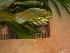  ( - TJD-669)  @11 [ ] CreativeCommons - Attribution Non-Commercial (2013) MTMG McGill University Herbarium