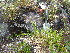  ( - TJD-680)  @11 [ ] CreativeCommons - Attribution Non-Commercial (2013) MTMG McGill University Herbarium