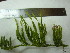  ( - TJD-680)  @11 [ ] CreativeCommons - Attribution Non-Commercial (2013) MTMG McGill University Herbarium