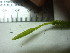  ( - TJD-680)  @11 [ ] CreativeCommons - Attribution Non-Commercial (2013) MTMG McGill University Herbarium