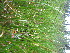  ( - TJD-694)  @11 [ ] CreativeCommons - Attribution Non-Commercial (2013) MTMG McGill University Herbarium