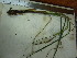  ( - TJD-694)  @11 [ ] CreativeCommons - Attribution Non-Commercial (2013) MTMG McGill University Herbarium