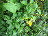  ( - TJD-699)  @11 [ ] CreativeCommons - Attribution Non-Commercial (2013) MTMG McGill University Herbarium