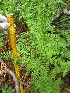  ( - MLTV44)  @11 [ ] Copyright (2011) Malie Lessard-Therrien Unspecified